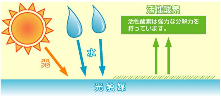 活性酸素19