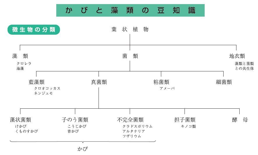 【かびと藻類の豆知識】をご紹介｜福岡の外壁塗装専門トラストホーム